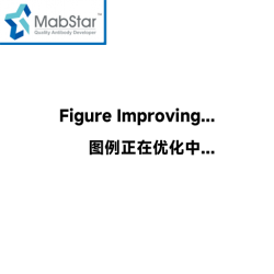 FLAG-combined Tag Protein  Purification Assay Kit