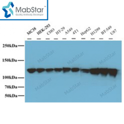 Vinculin Monoclonal Antibody