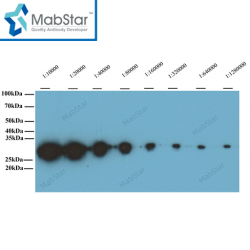 GFP tag Monoclonal Antibody